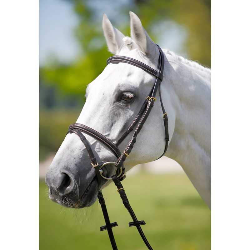Cavalo branco com cabresta de couro castanho escuro