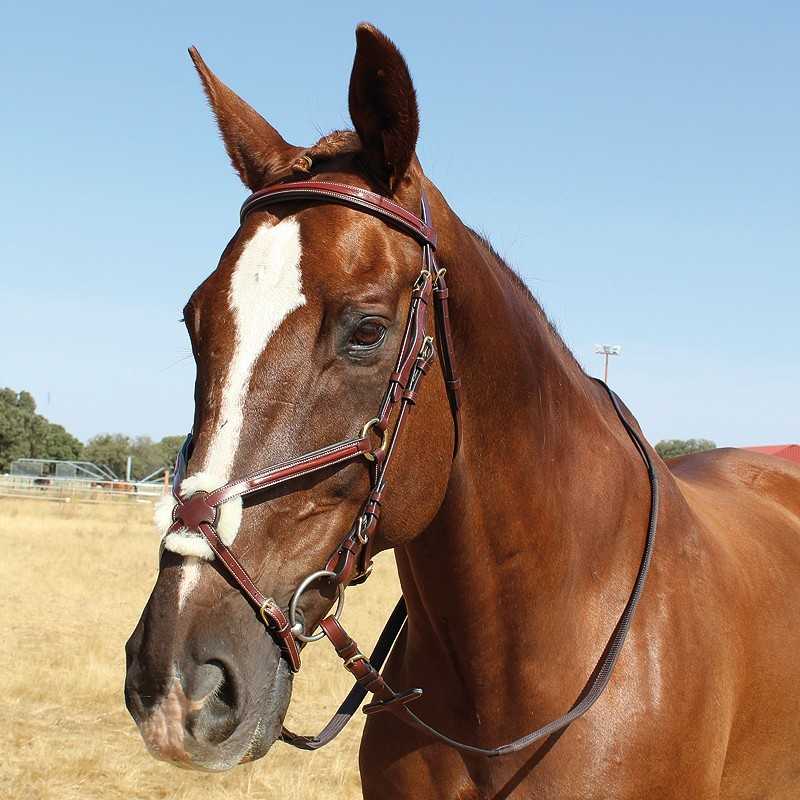 Cavalo castanho com cabresto de couro castanho num campo ao ar livre