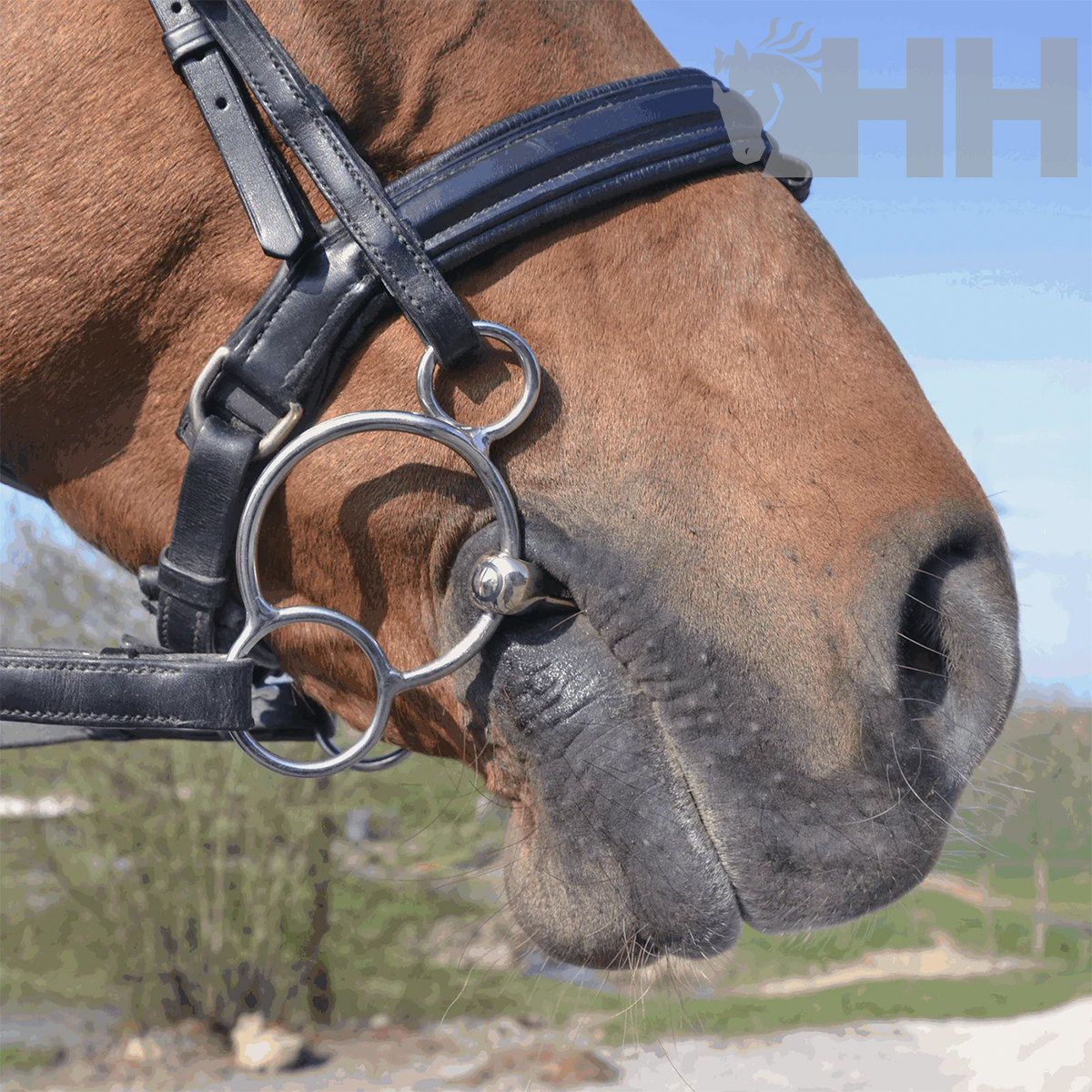 Focinho de cavalo castanho com arreio preto e embocadura metálica