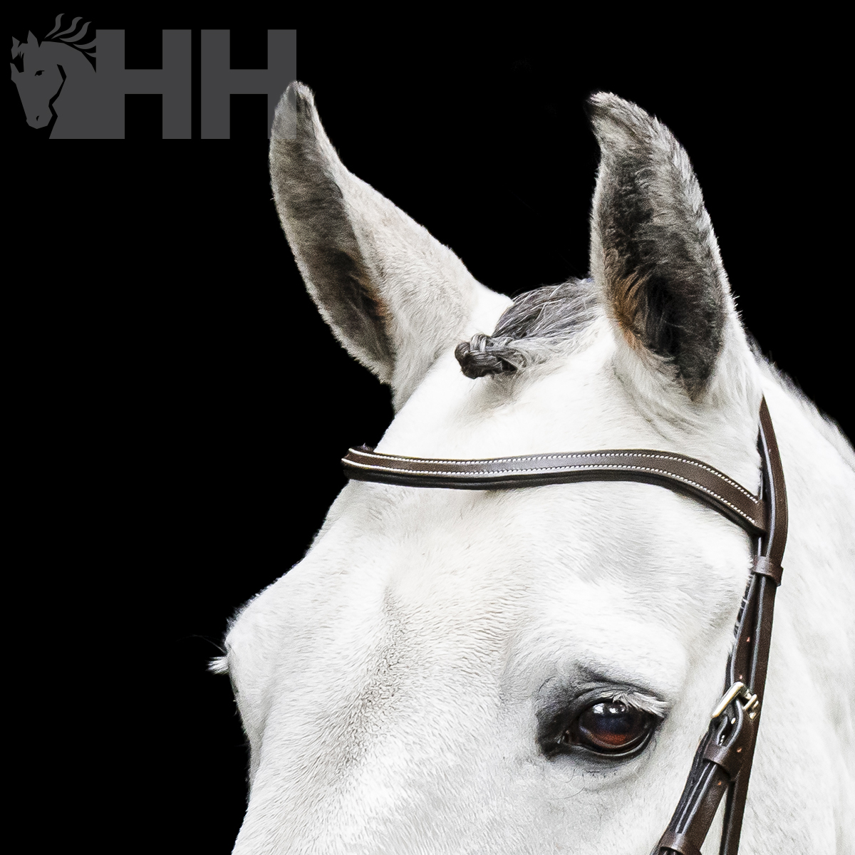 Cabeça de cavalo branco com cabresto de couro castanho em fundo preto com logótipo HH