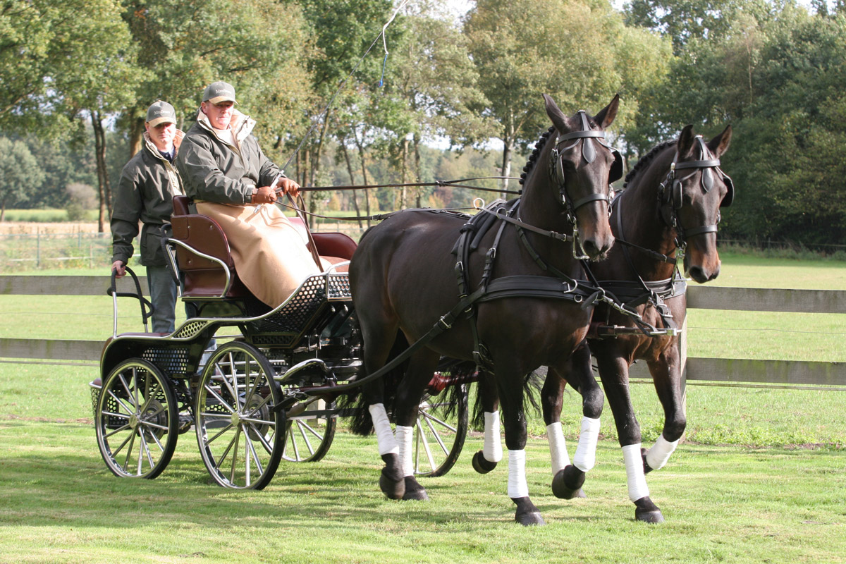Carruagem com dois cavalos castanhos e pessoas em campo gramado
