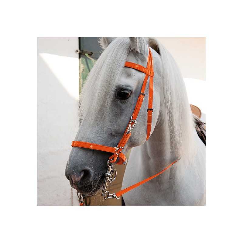 Cavalo branco com cabeçada laranja em ambiente interno