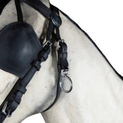 Detalhe de arreios pretos em cavalo branco com fivelas metálicas.