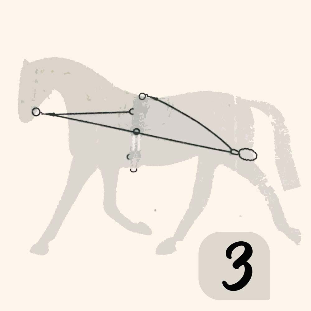Desenho esquemático de cavalo cinzento com linhas e círculos pretos e branco e número 3 ao canto inferior direito.