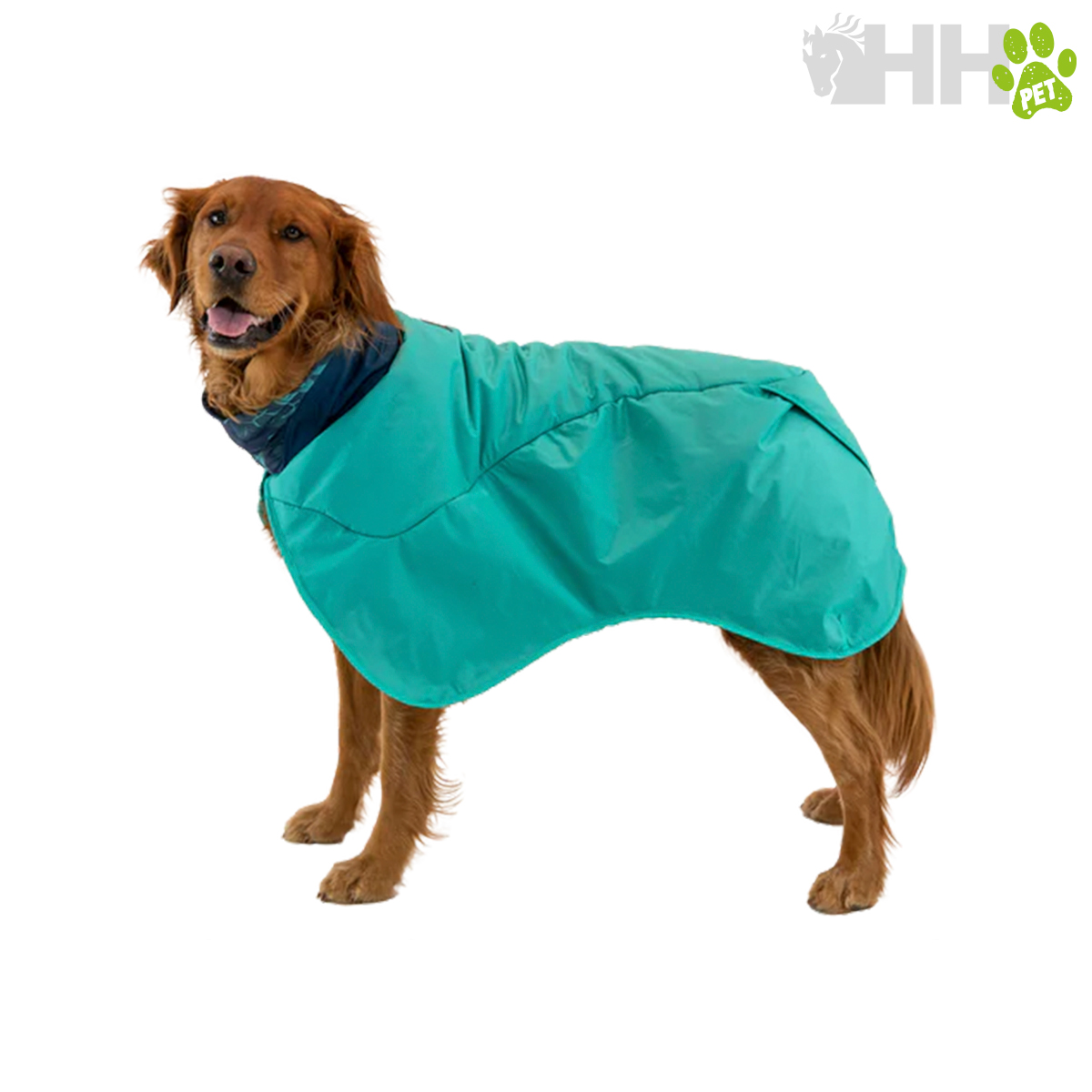 Cão com casaco impermeável azul turquesa e gola azul escuro
