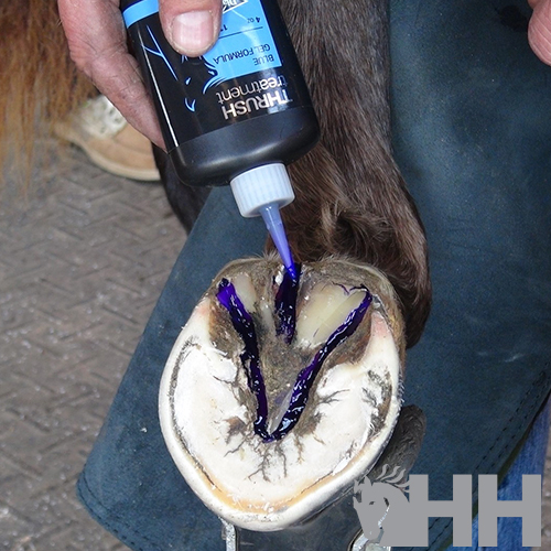 Aplicação do tratamento THRUSH num casco de cavalo com líquido azul