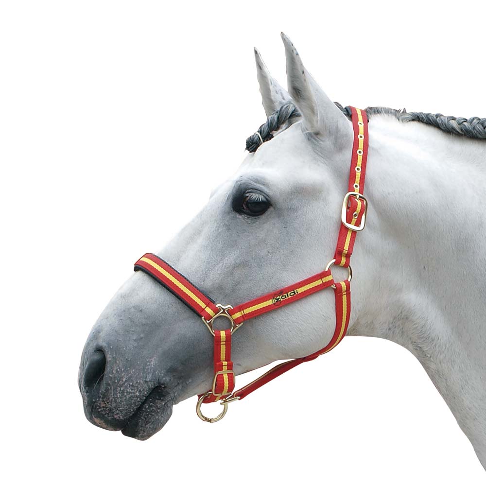 Cavalo branco com cabresto vermelho listrado
