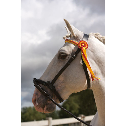 Cabeça de cavalo branco com cabresto preto e fita vermelha e amarela no campo