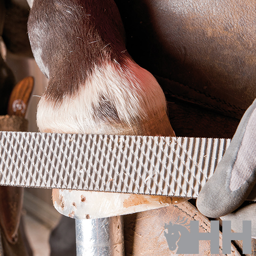 Correia branca texturizada em perna de cavalo próxima a sela em couro