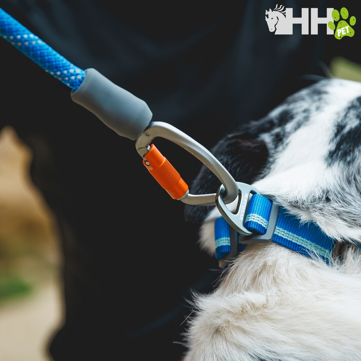 Corda azul com mosquetão preso a coleira azul num cão