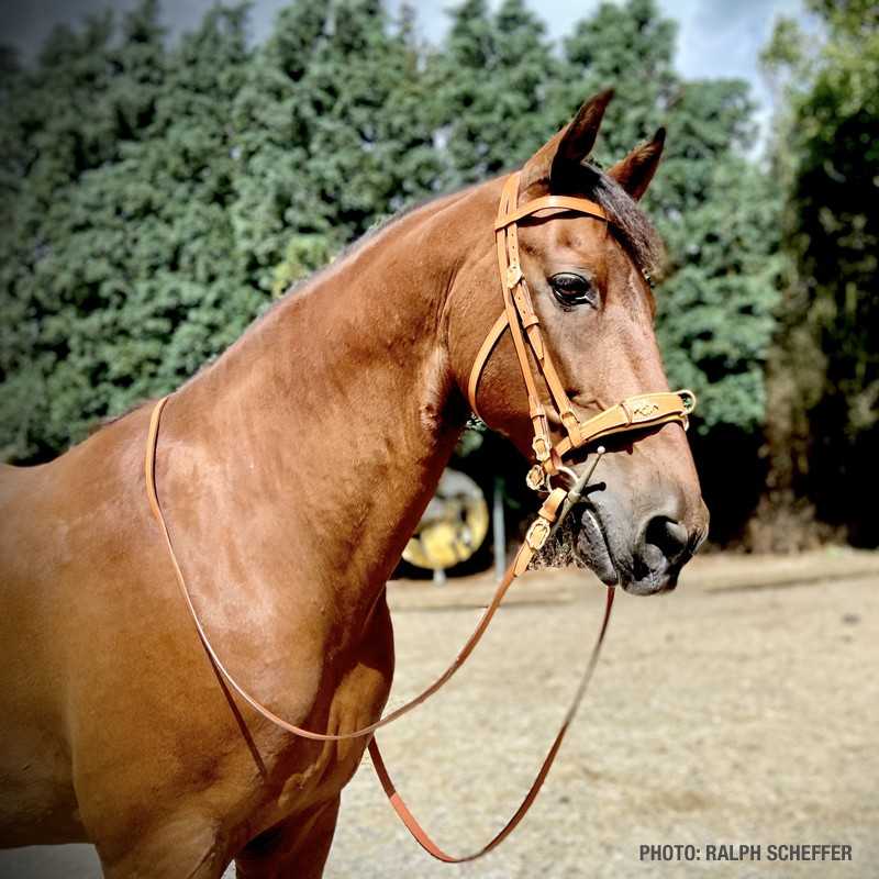 Cavalo castanho com bridão de couro e rédeas em ambiente exterior