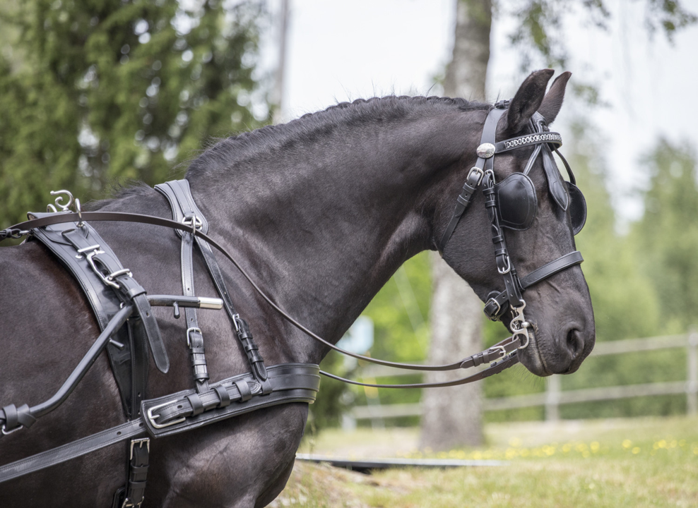 Cavalo preto com arreios e óculos escuros ao ar livre