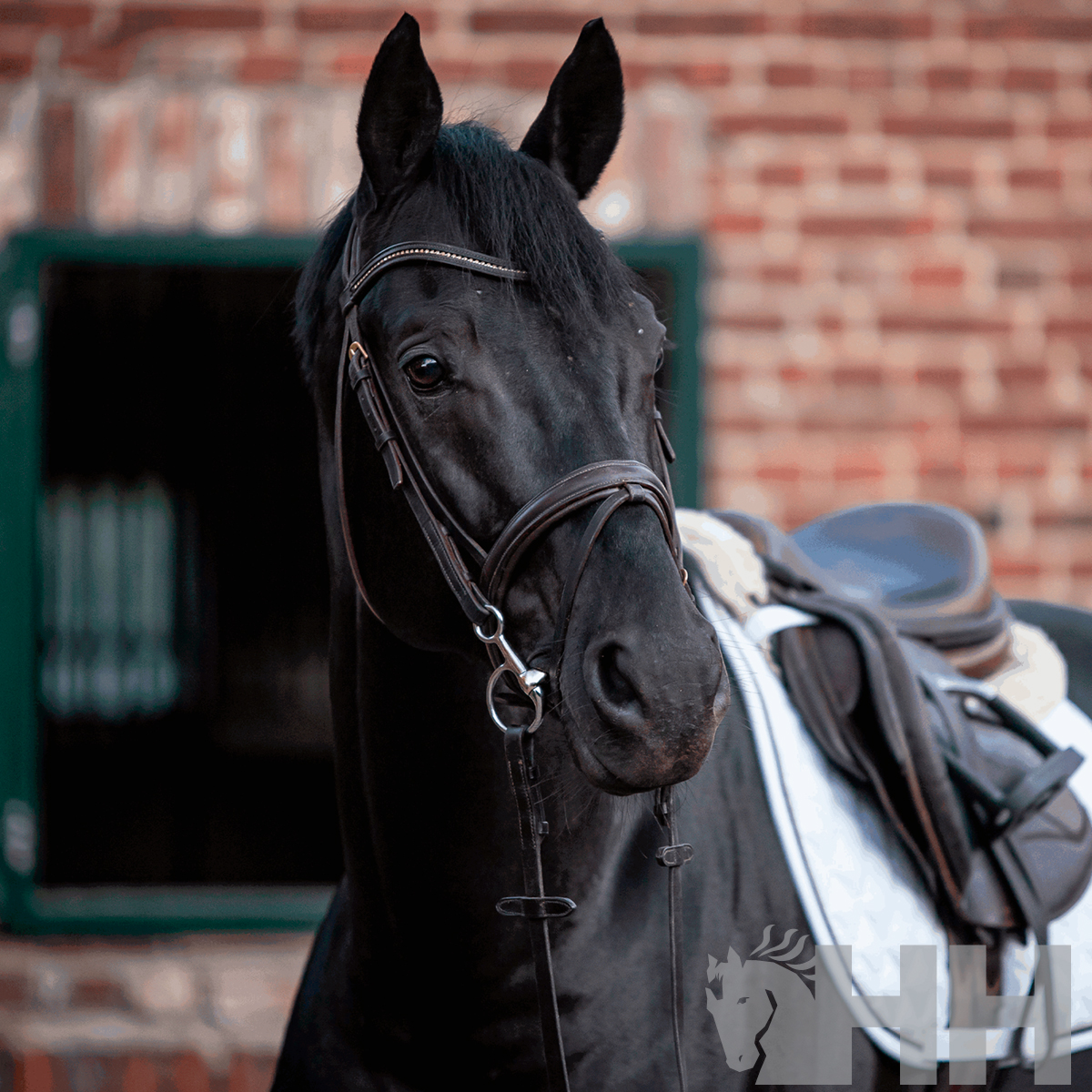 Cavalo preto com sela castanha e bridão em frente a parede de tijolos