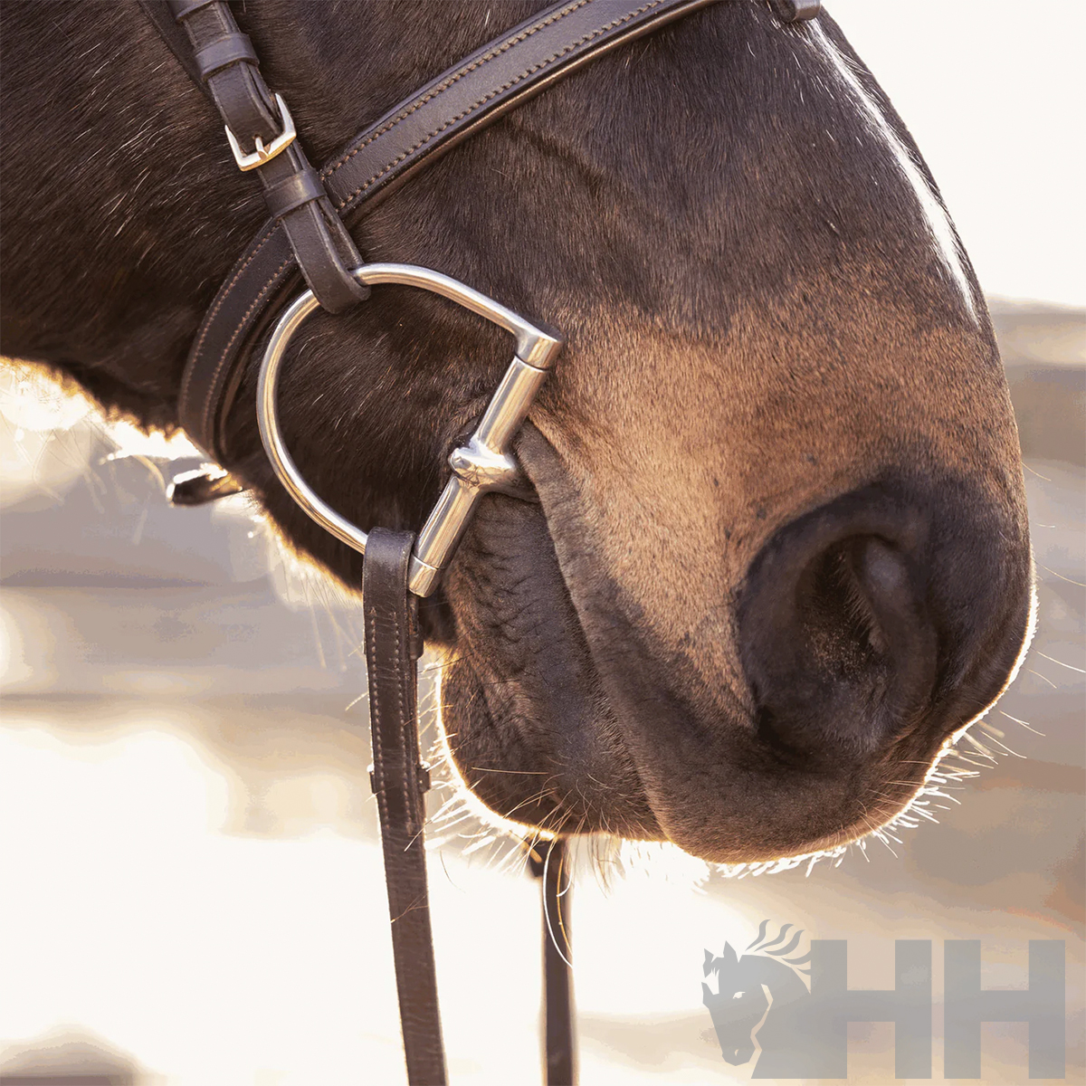 Focinho de cavalo com brida de couro castanho e freio metálico prateado