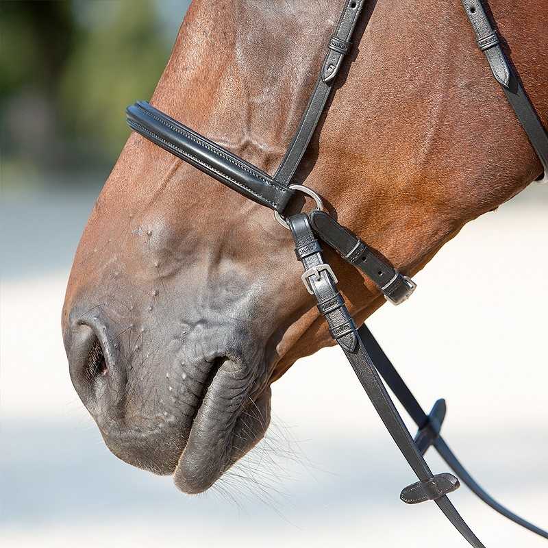 Cabeça de cavalo castanho com rédea e bridão preto