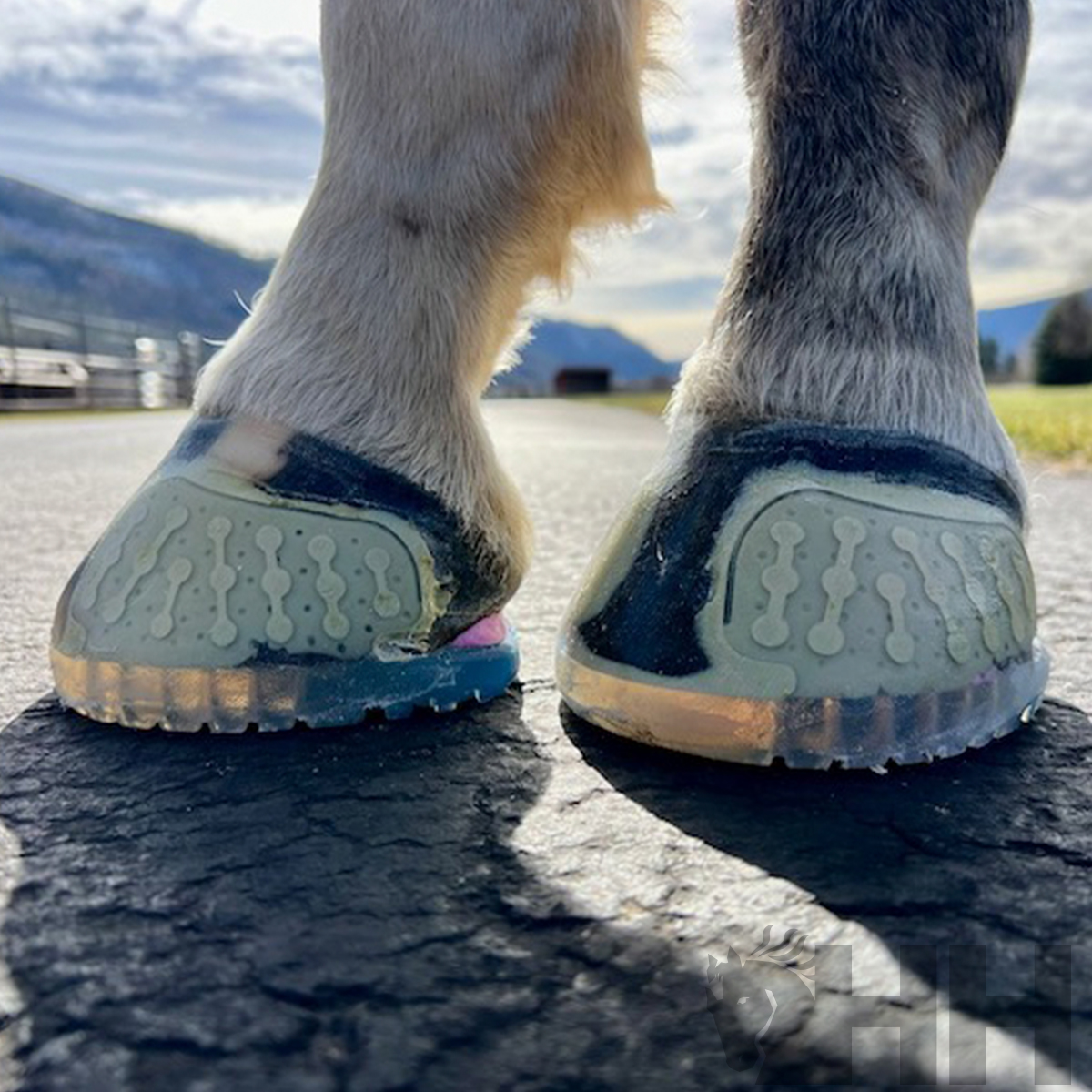 Patas traseiras de cavalo usando protetores de casco cinza sobre pavimento asfaltado