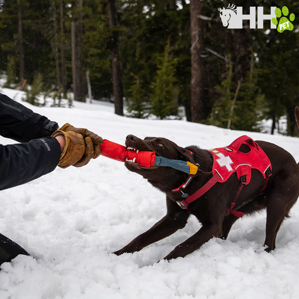 Cão castanho com colete vermelho de resgate a puxar objeto nas patas na neve