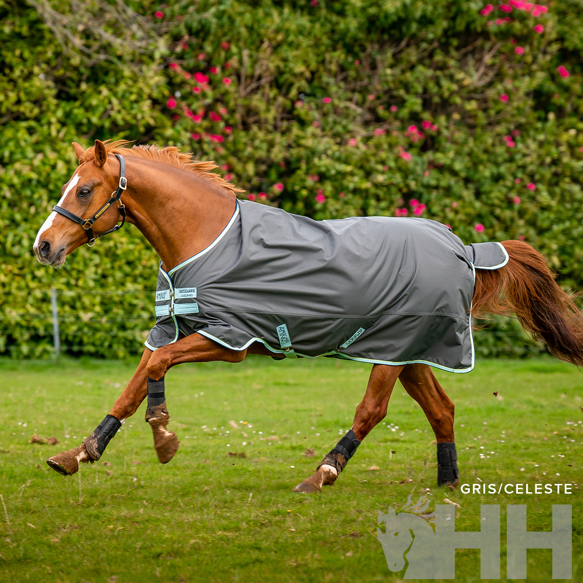 Cavalo castanho com manta cinzenta clara saltando em relvado verde