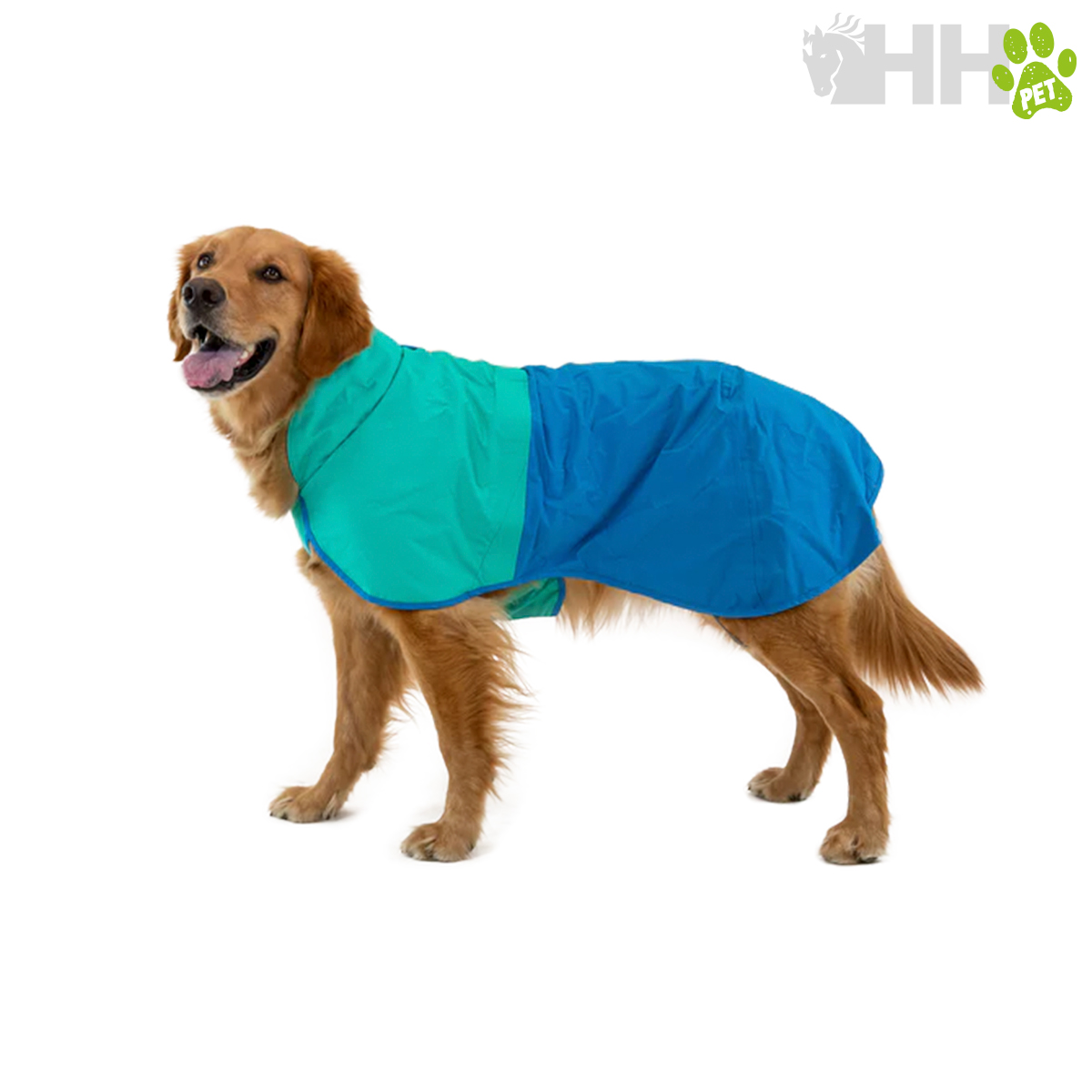 Cão de pelagem dourada com capa impermeável azul e verde