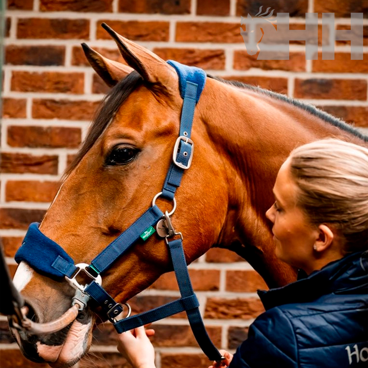 Cabresto azul de tecido num cavalo castanho com pessoa a ajustar, parede de tijolos ao fundo