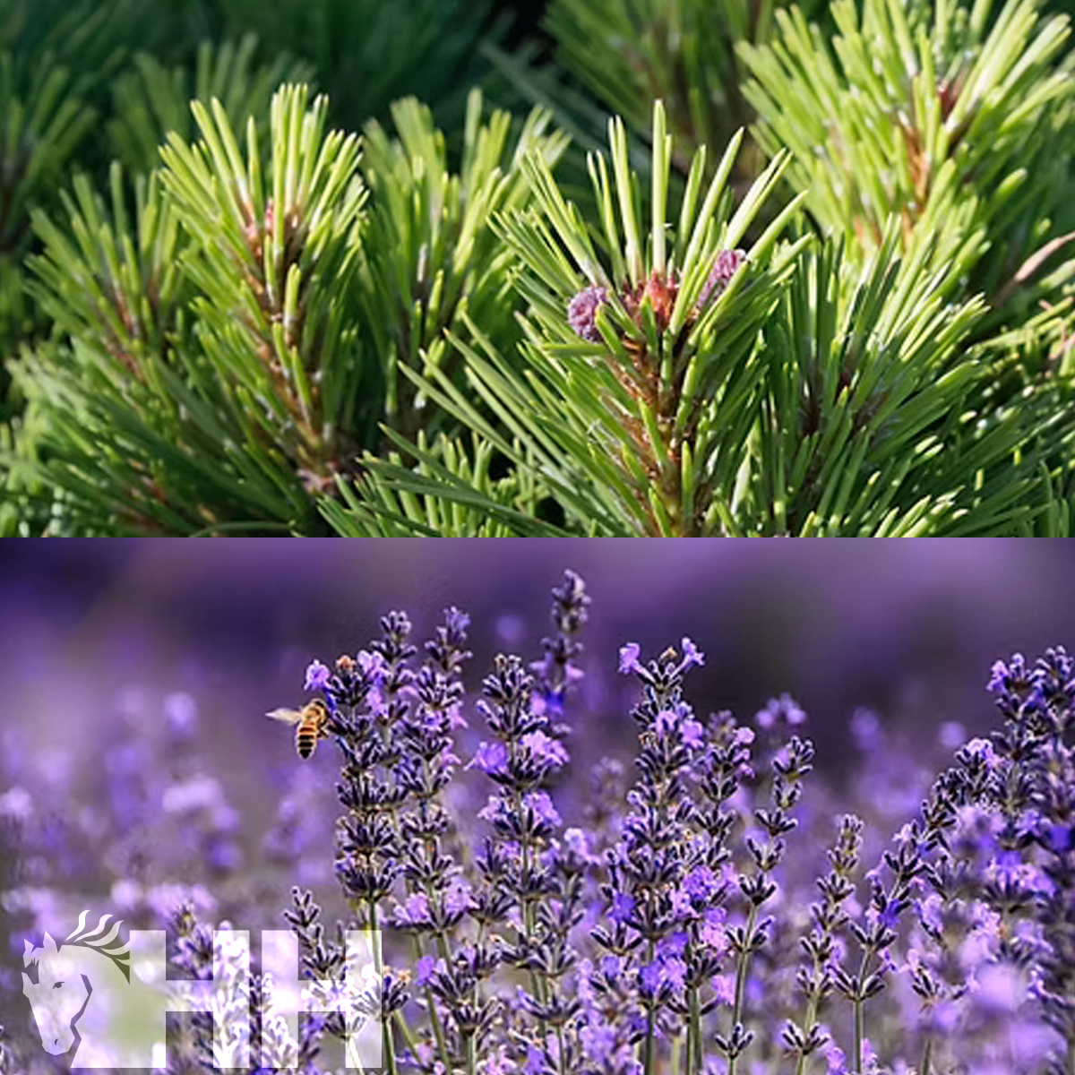 Ramos verdes de pinheiro e flores de lavanda roxas com uma abelha em voo