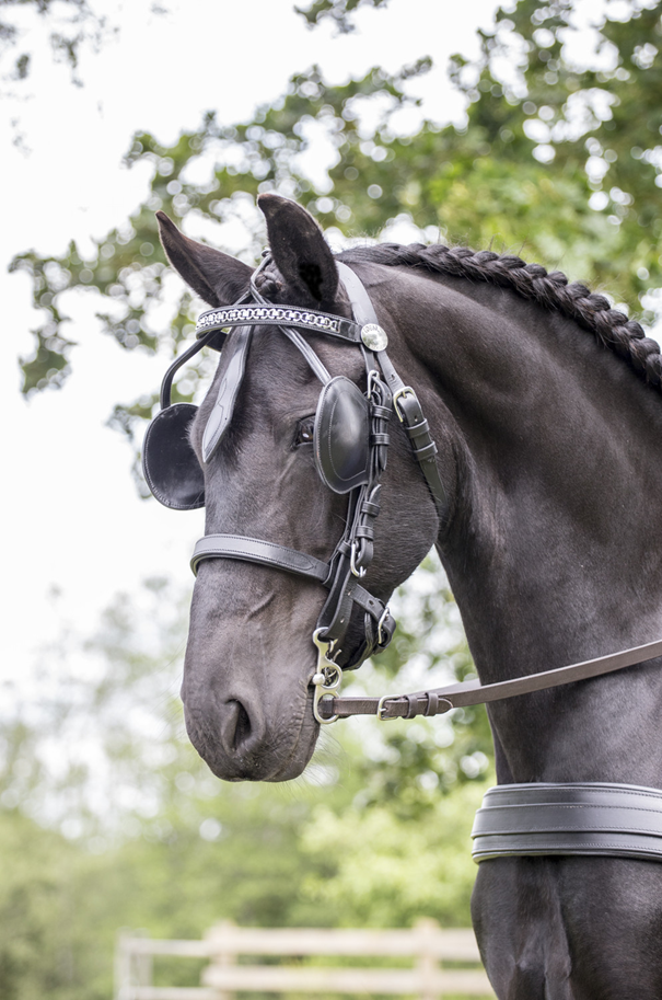 Cavalo preto com arreio de couro preto e viseiras laterais em ambiente exterior