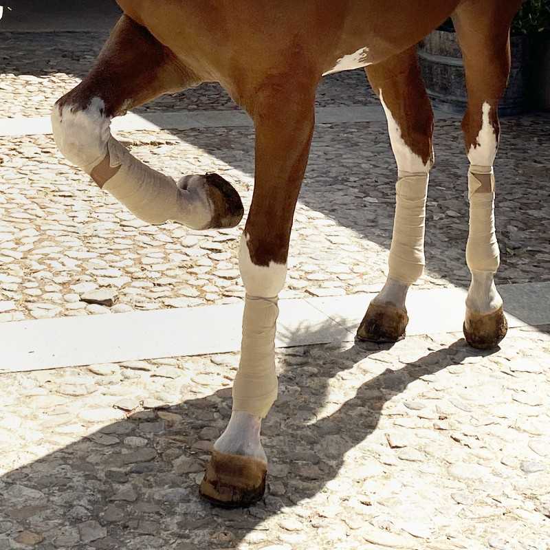 Cavalo castanho com patas enfaixadas em pavimento de pedras irregulares