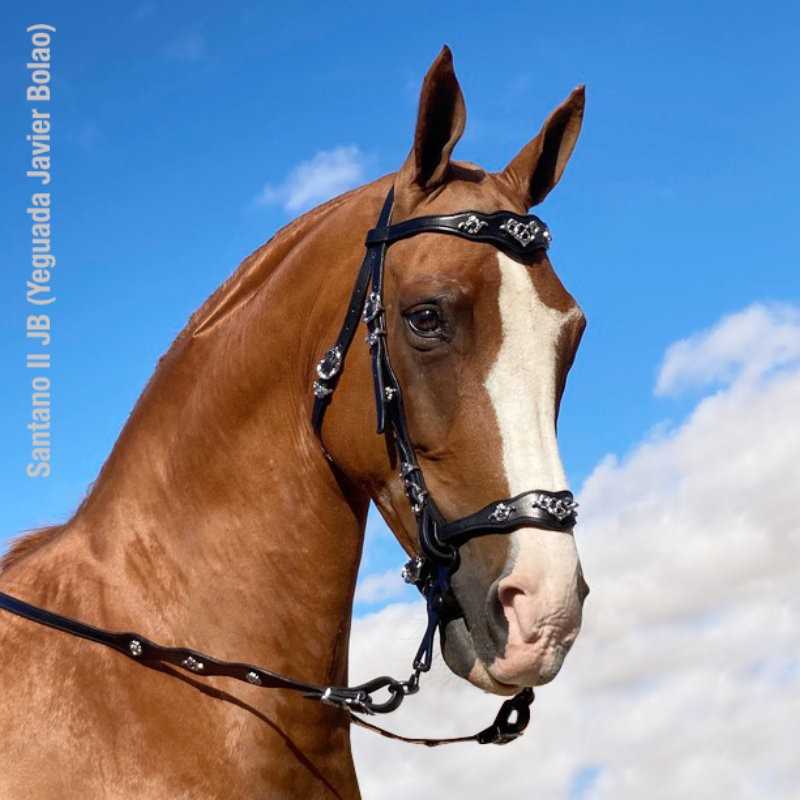 Cavalo castanho com listra branca e arreio preto com decoração metálica