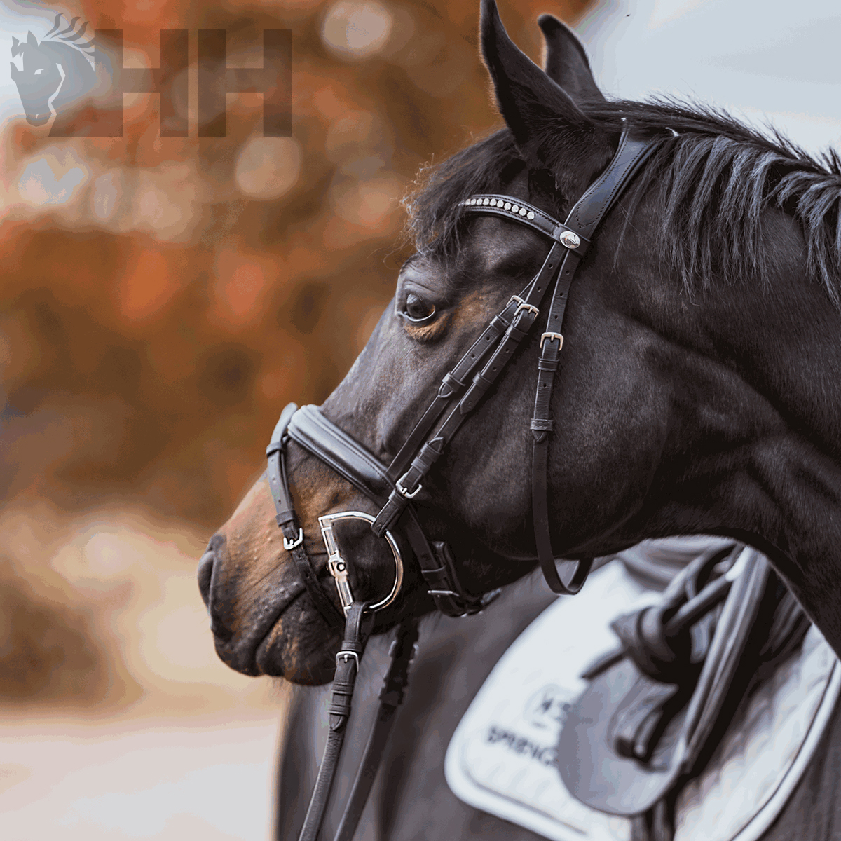 Cavalo preto com freio e sela branca, fundo desfocado outonal