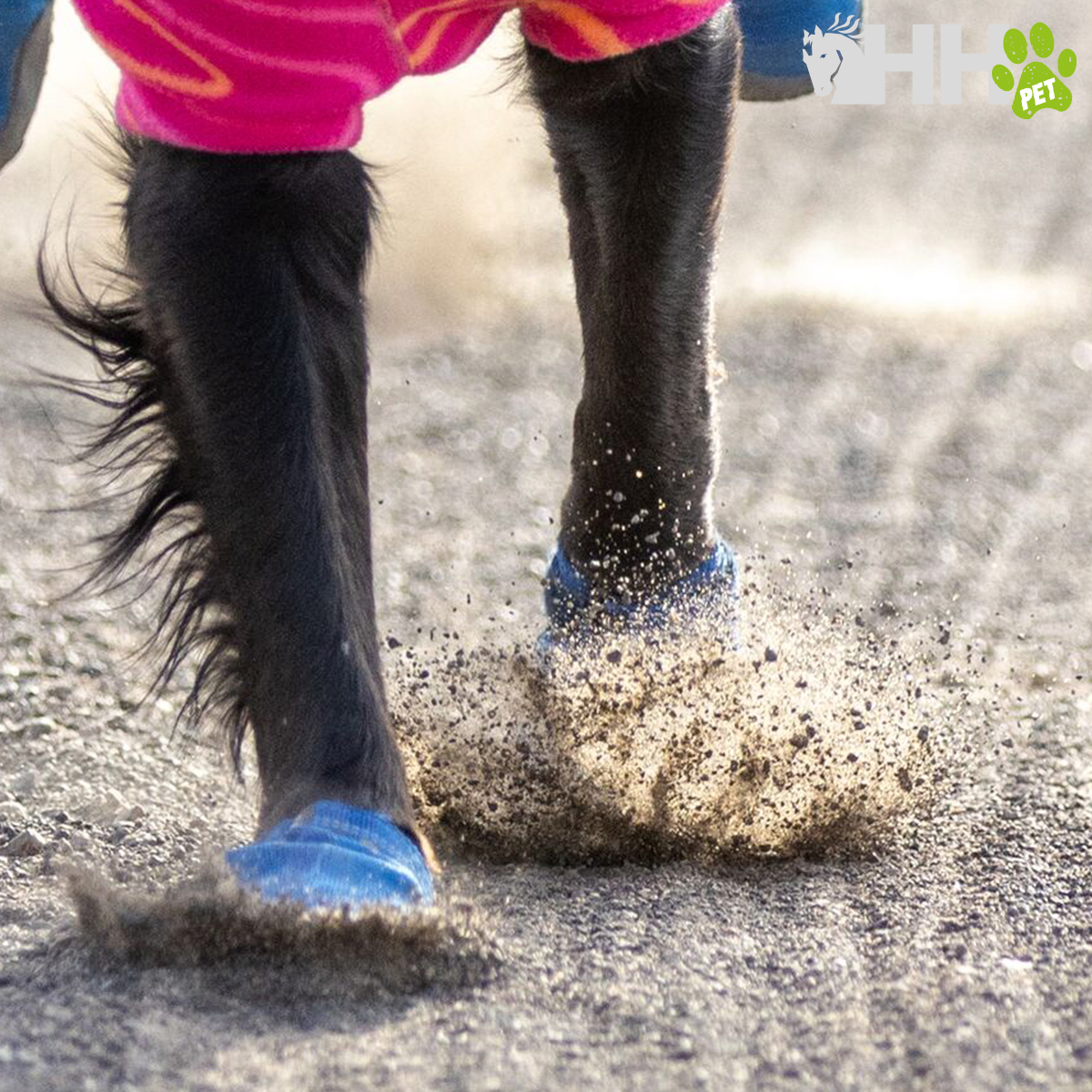 Patas de cão com botas azuis em superfície de terra