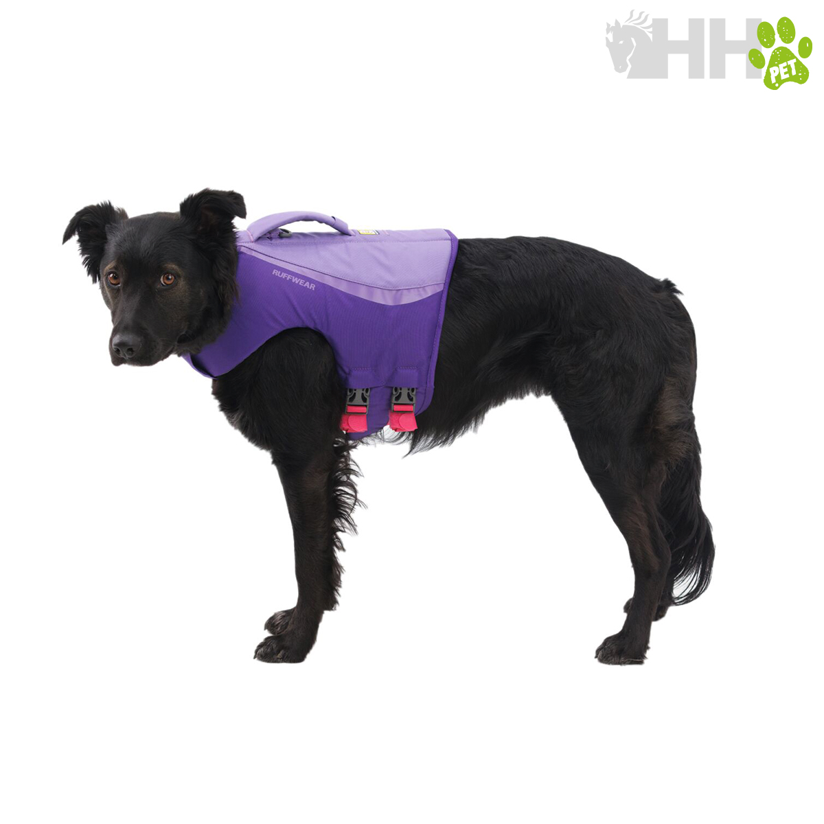 Cão preto com colete salva-vidas roxo lilás com pegas e fivelas rosa