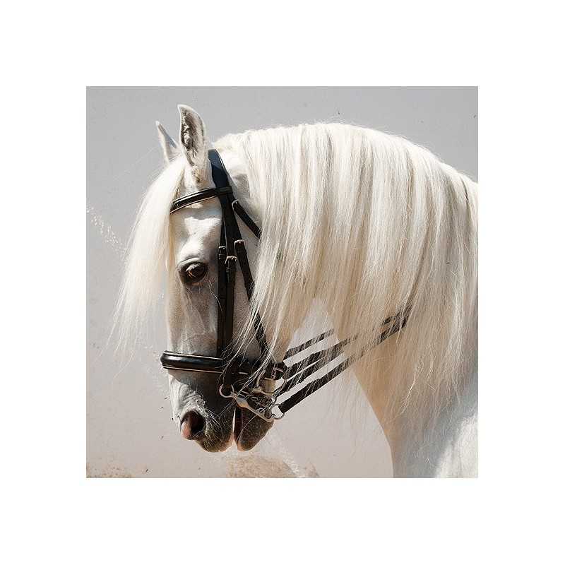 Cavalo branco com rédeas e cabresto pretos