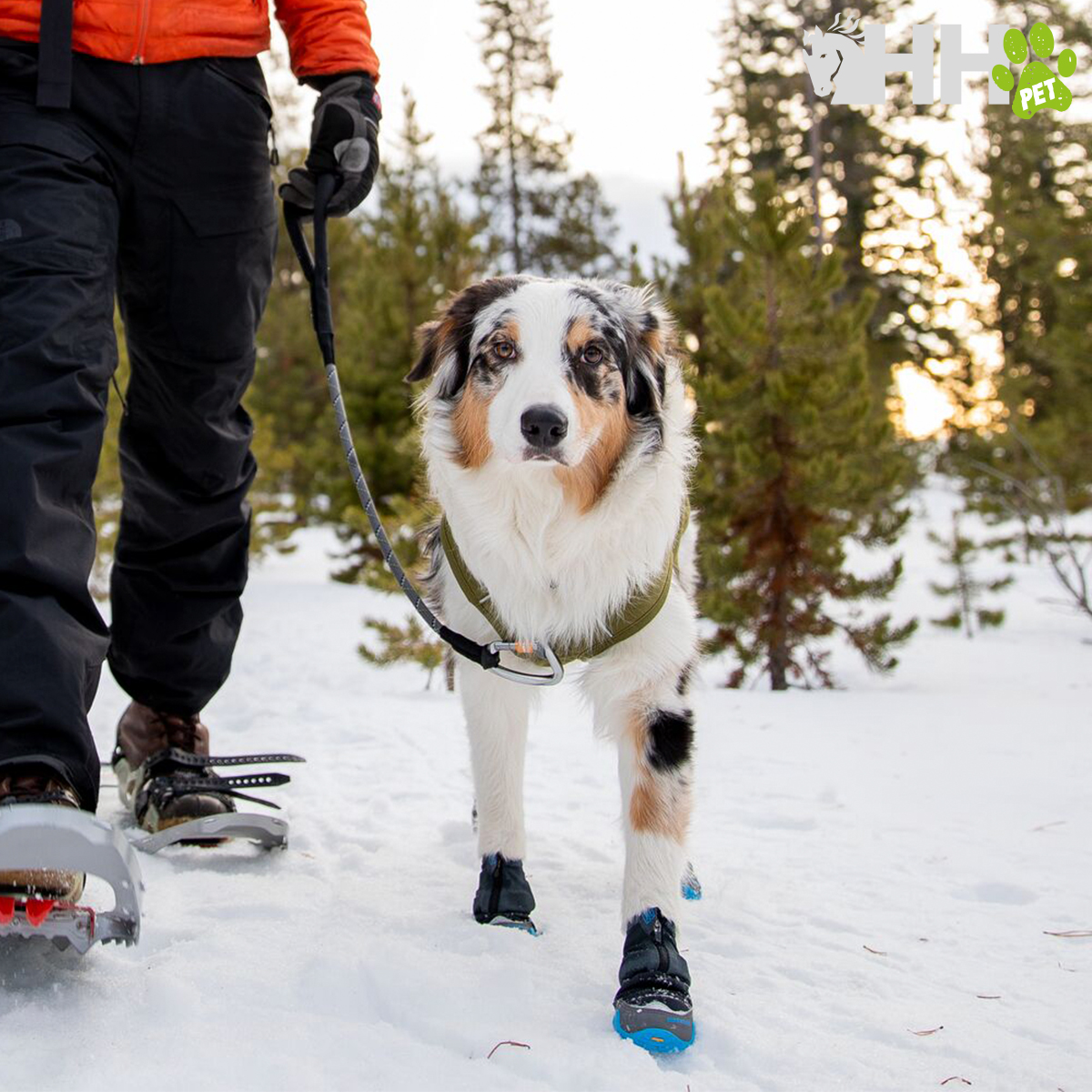 Cão com botas azuis e coleira verde levado por pessoa em roupa de neve