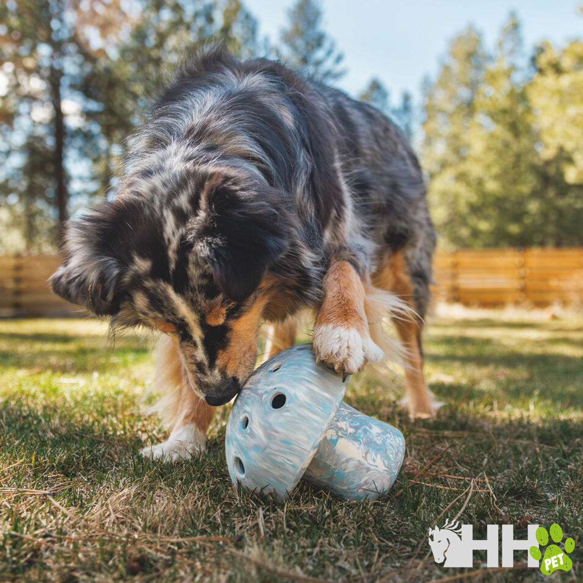 Cão a brincar com brinquedo tipo cogumelo azul claro no relvado ao ar livre