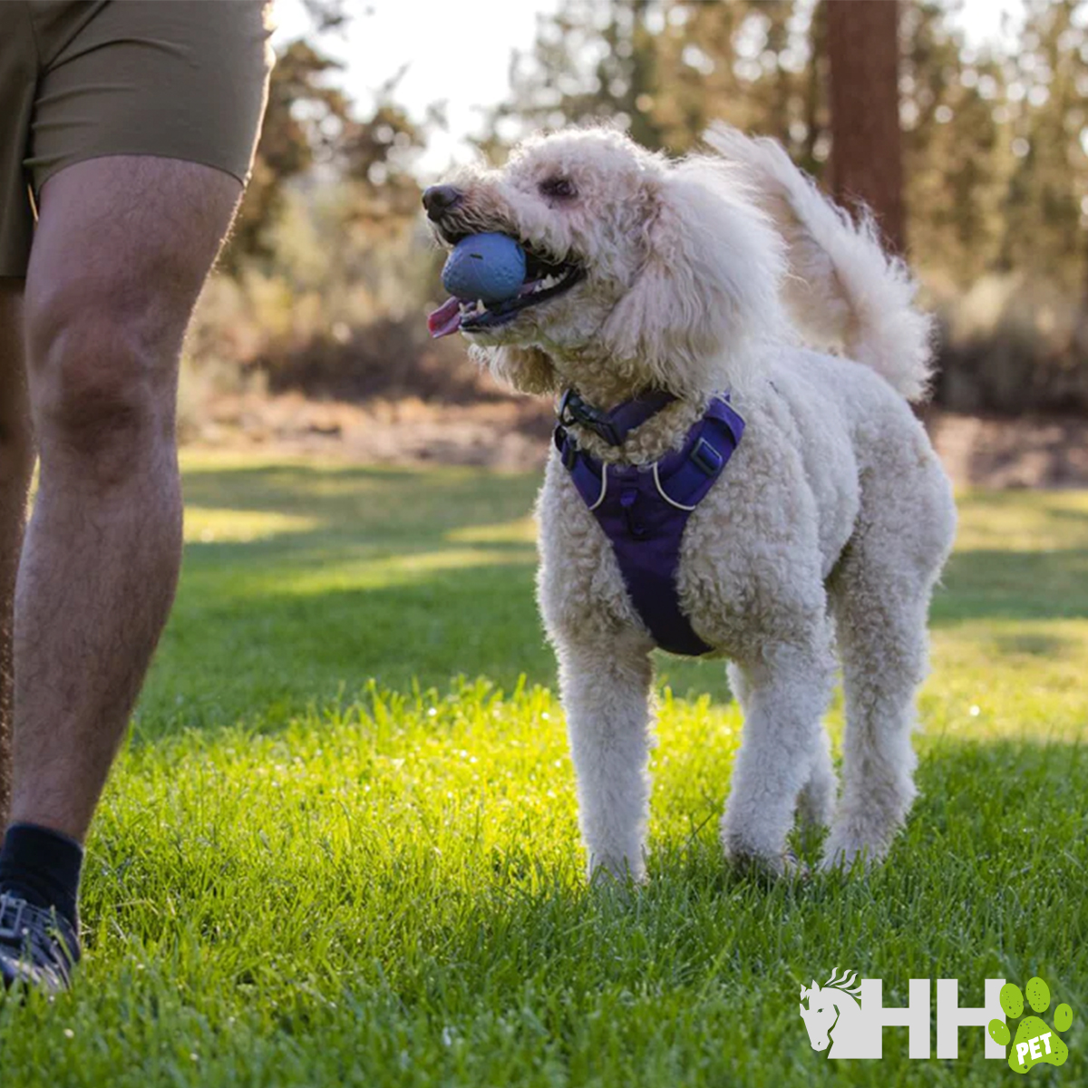 Cão com arnês roxo na relva ao lado de pessoa com calções cáqui