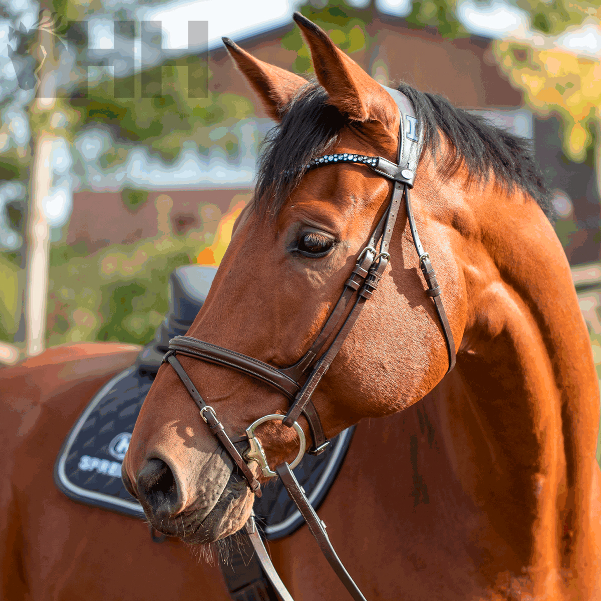Cavalo castanho com rédeas de couro castanho e manta preta com texto HH
