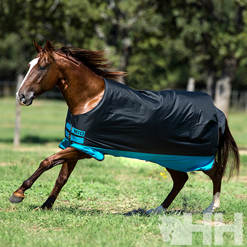 Cavalo castanho com manta preta e azul em campo verde
