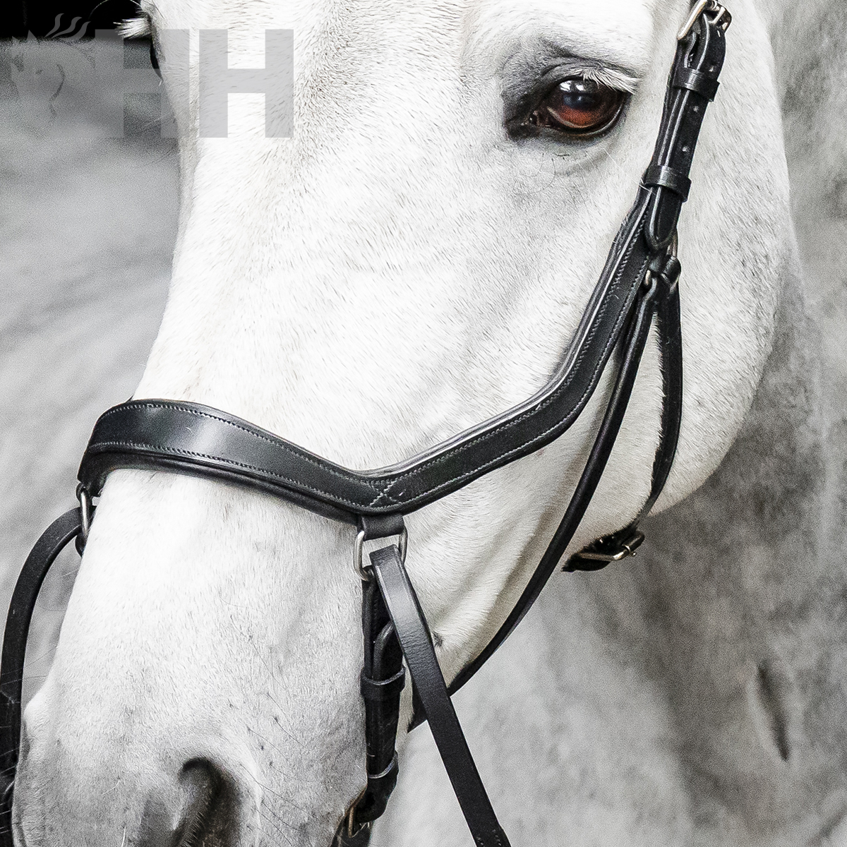 Cabresto preto em couro num cavalo branco