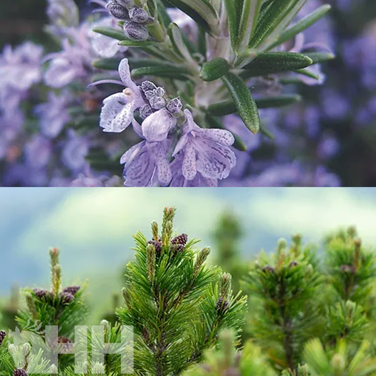 Flores roxas com folhas verdes e ramos de pinheiro com cones roxos