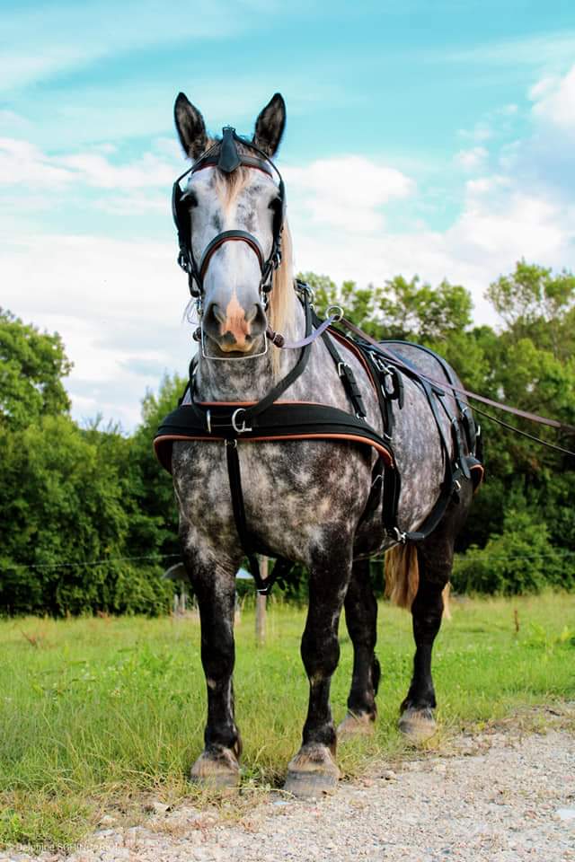 Cavalo cinzento com sela e arreios ao ar livre