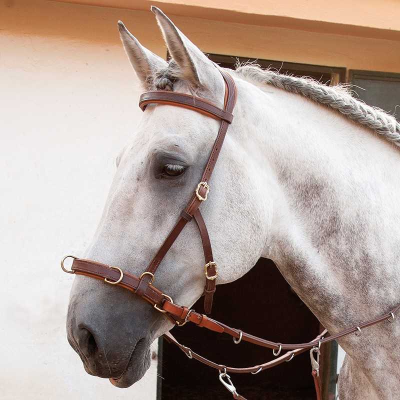 Cavalo branco com rédea e freio de couro castanho