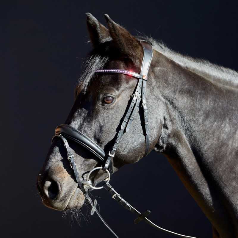 Cavalo preto com cabresto e bridão de couro preto e brilhantes cor de rosa no friso
