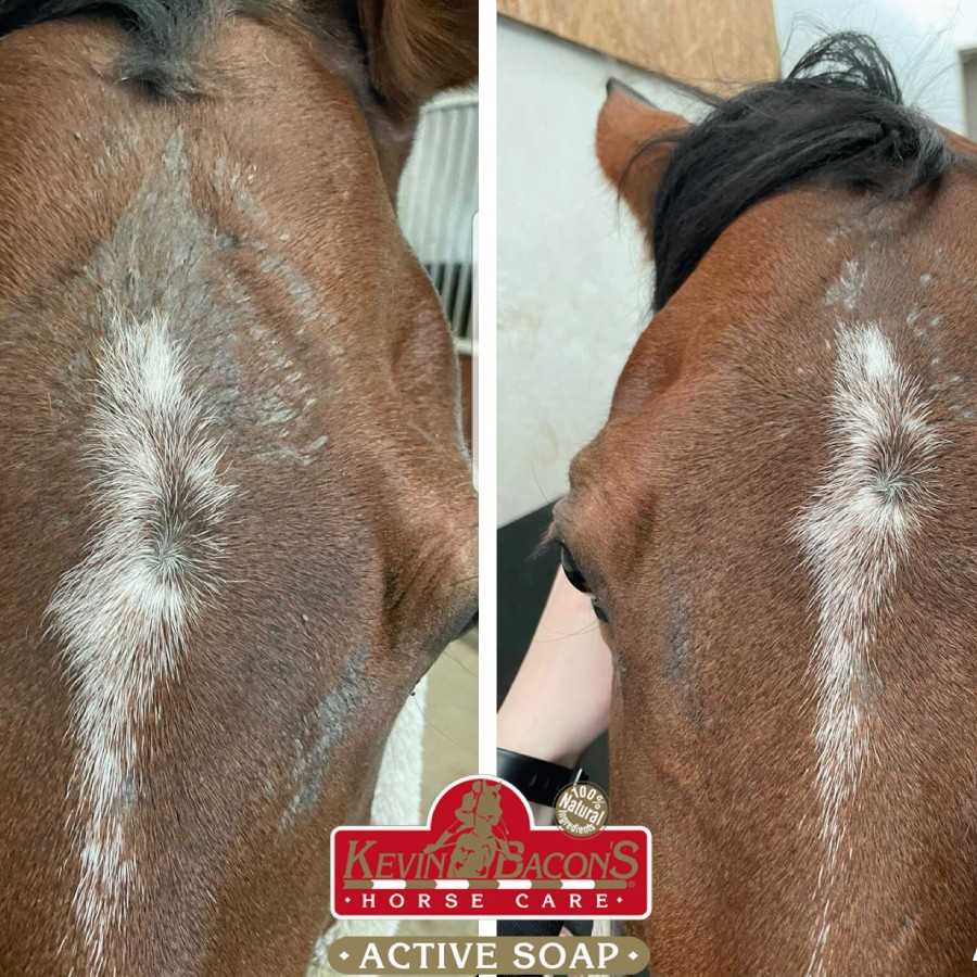 Plano próximo do couro cabeludo de um cavalo castanho com manchas claras no pelo e selo de produto Kevin Bacons Horse Care