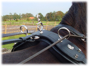 Sela preta de couro em cavalo castanho escuro com detalhes metálicos prateados