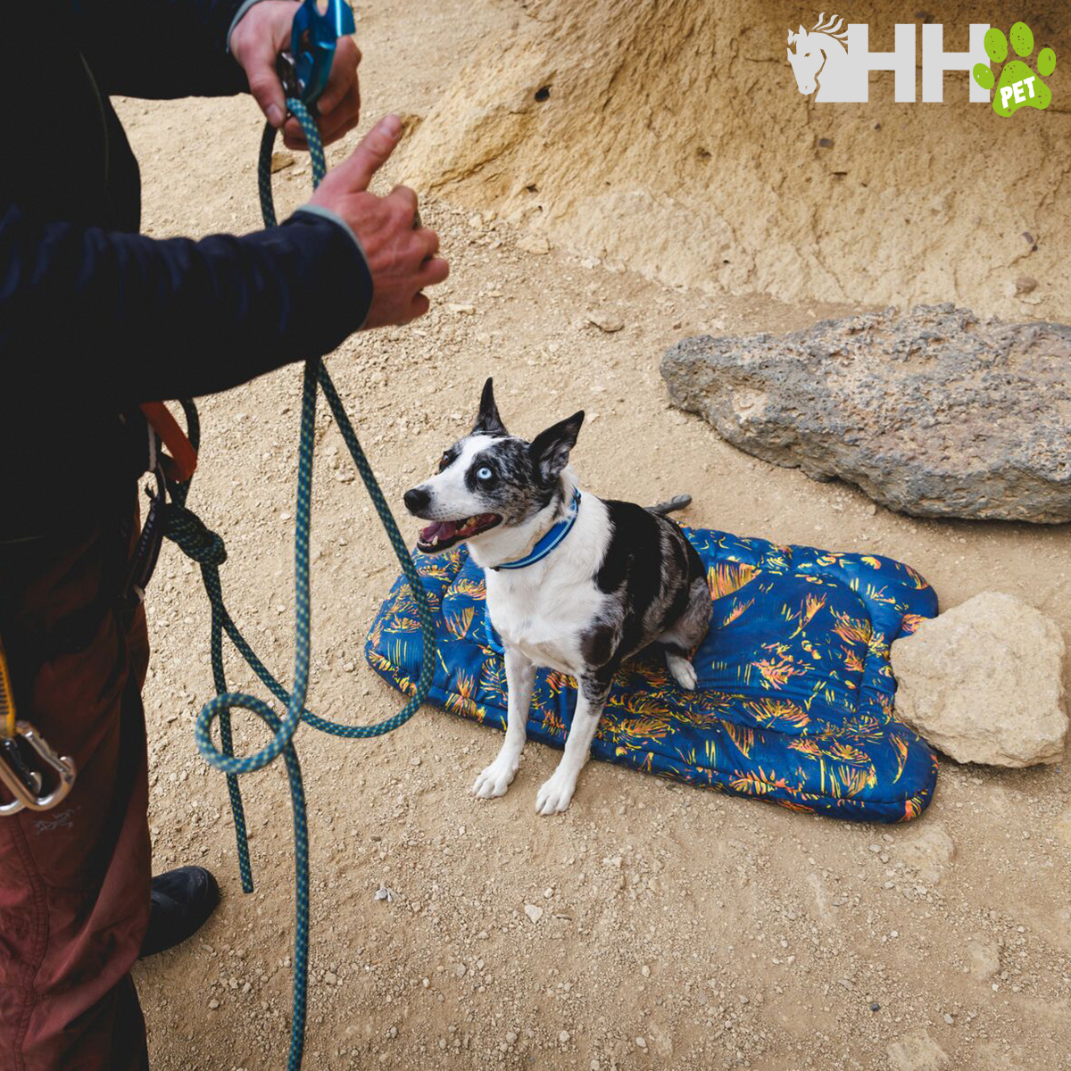 Cão pequeno sentado numa almofada azul com padrão de folhagens em chão de terra junto a parede de pedra.