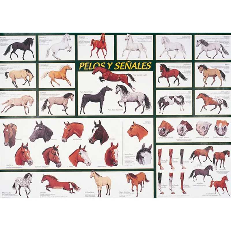 Cartaz educativo de cavalos com várias ilustrações e texto em espanhol