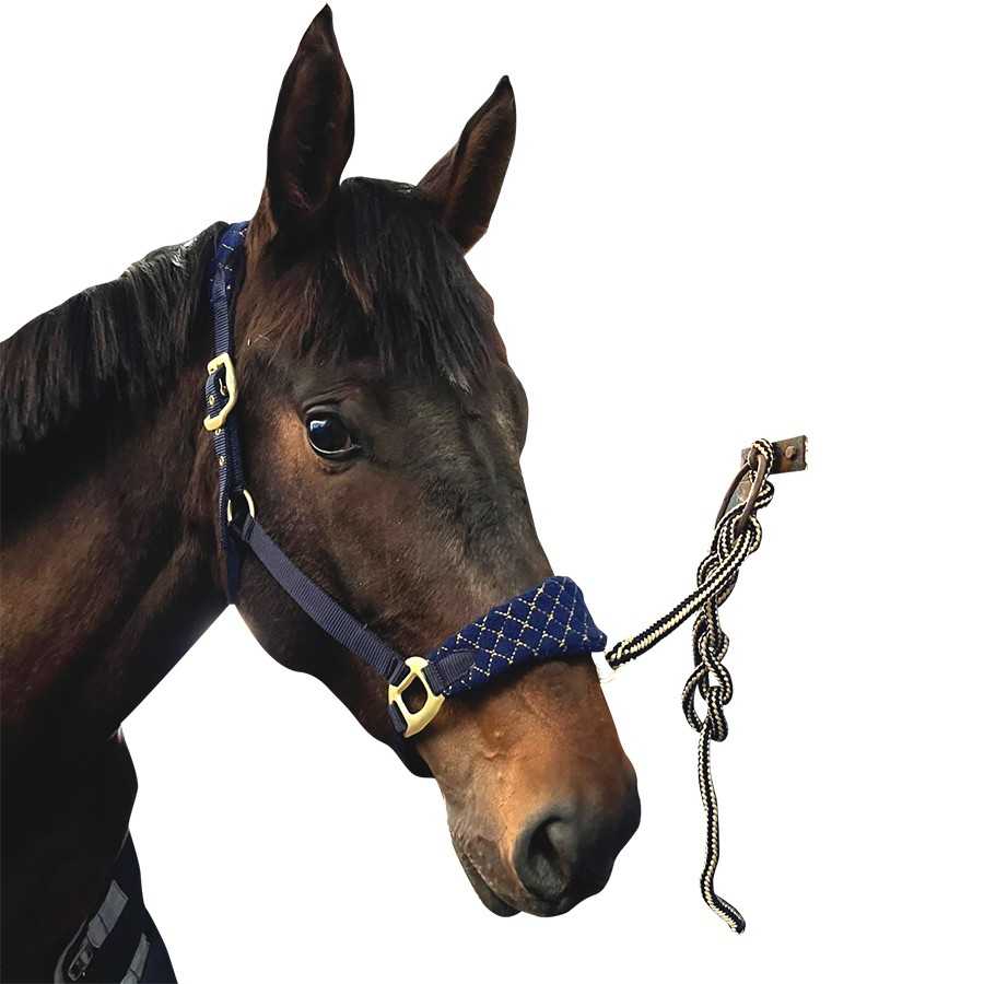 Cavalo castanho com cabresto azul acolchoado e corda