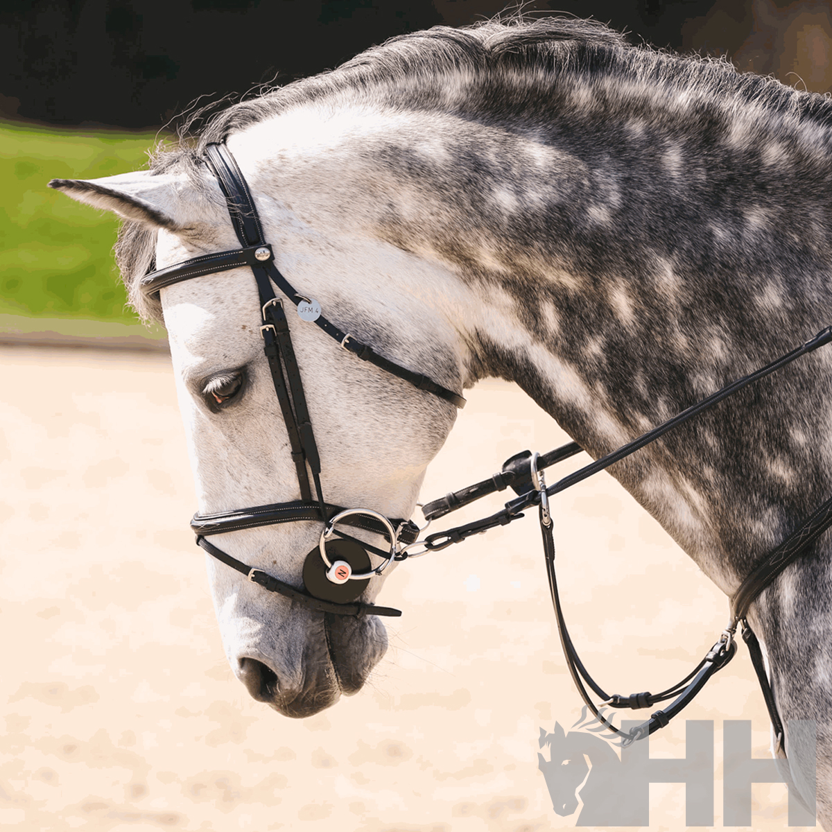 Cavalo cinzento com rédeas e cabresto de couro preto
