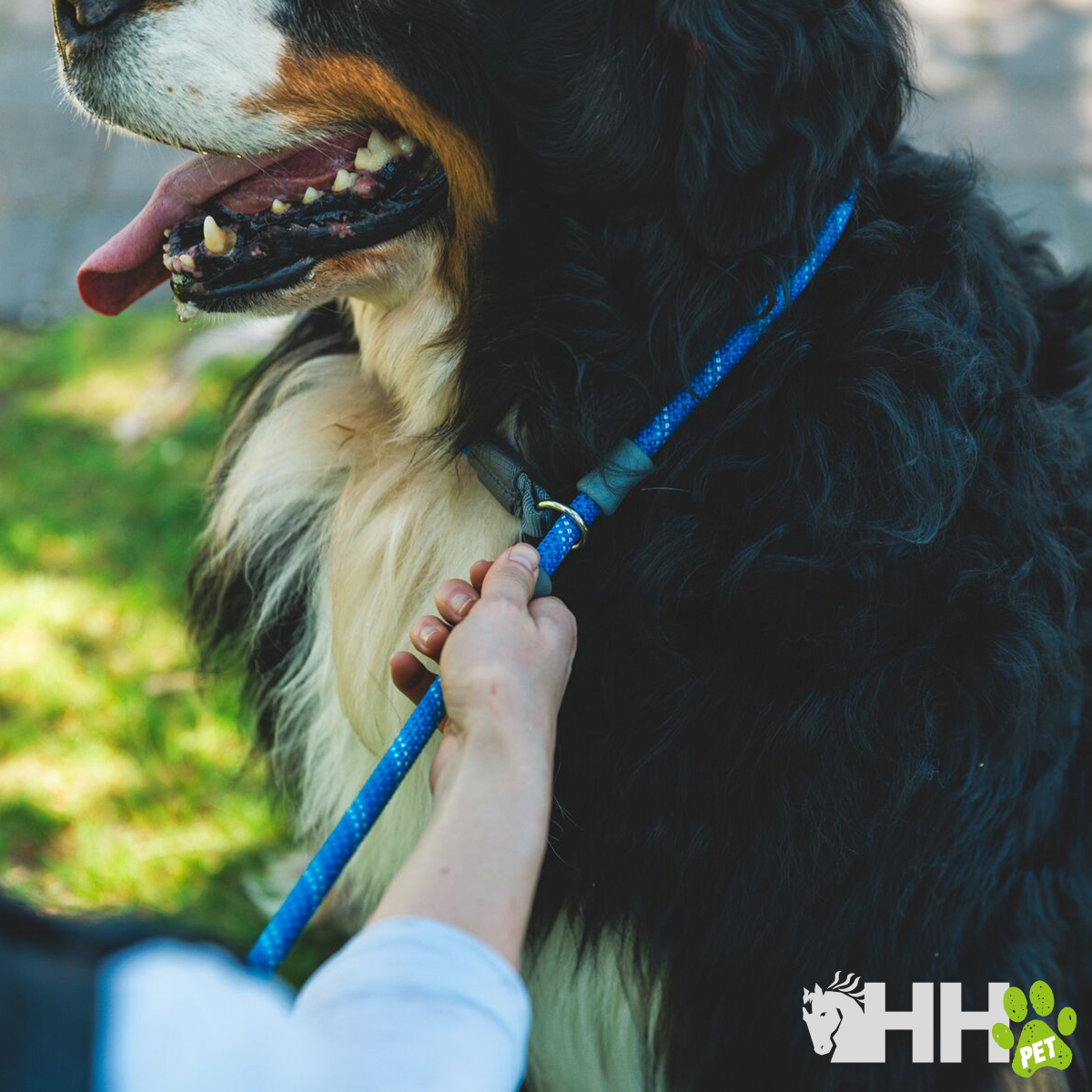 Cão de pelo longo preto, branco e castanho com coleira azul e trela ao ar livre