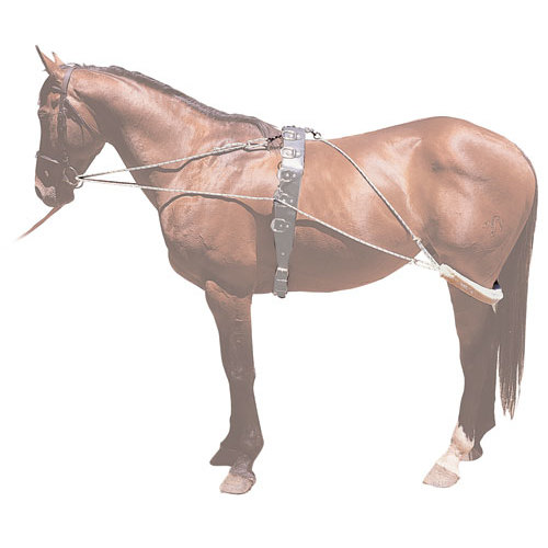 Cavalo castanho com arreios de couro castanho escuro em fundo branco